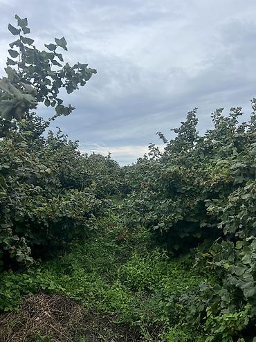 Həyət evləri və villaların satışı: 3 otaqlı, 100 kv. m, Yeni təmirli — 27