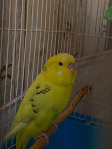 Tutuquşları: Danışan tutuquşu 9 aylıqdı erkəydi ələ ciyinə öyrənib qəfəs ilə 75 — 6