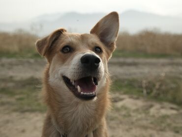 Отдам даром собаку: Рыжий красавчик ищет дом 🐾 Активный, умный и игривый парень