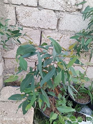 uzum tingləri: Ekalipt (Eucalyptus) tingləri – qara plastik dibçəklərdə Məhsul — 3