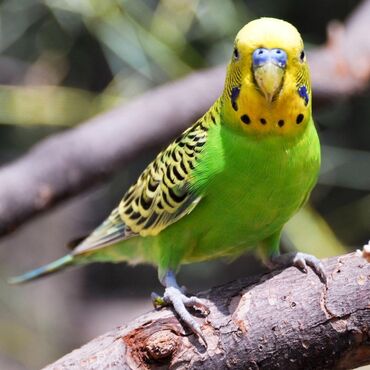 говорящий попугай: Продаются волнистые попугаи вместе с клеткой. самка и самец. цена 2500