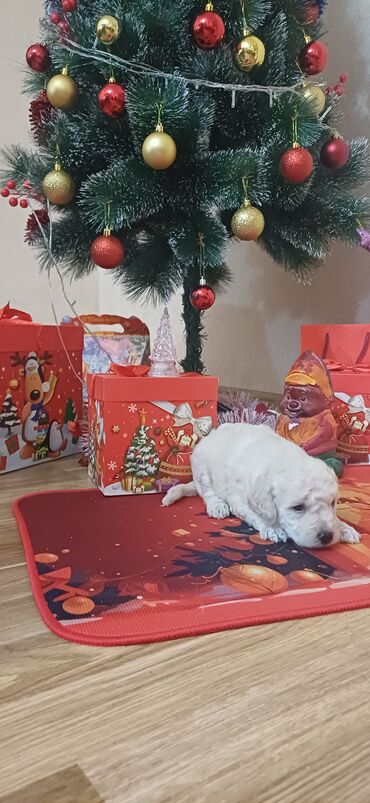 İtlər: Pudel, Dişi, Peyvəndli, Ödənişli çatdırılma — 4