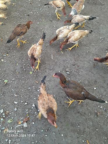 linda qaz balalari: Salamaleykum xoruzbaz ve heveskarlara. Demeli qardaslar bele turk — 3