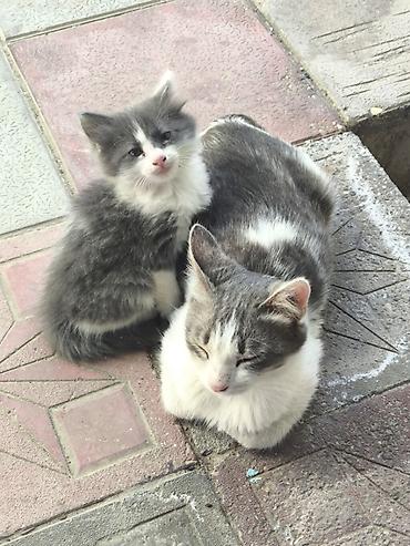 disi at: Dişi, Yaxşı əllərə, Ünvandan götürmə — 1