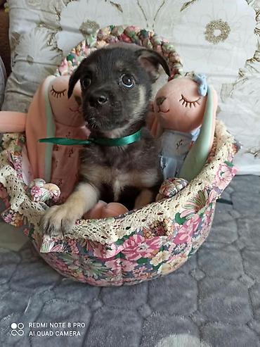 такса собака купить: Собака даром: Дворняжка, 1 месяц, Самец, С прививкой — 1