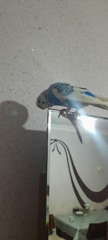 Tutuquşları: Ələ öyrəşmiş quşdu fikri ciddi olan vatcapa yazsin sumqayìt — 6