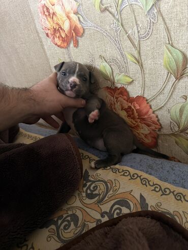 İtlər: Pitbul, 1 ay, Dişi, Peyvəndli