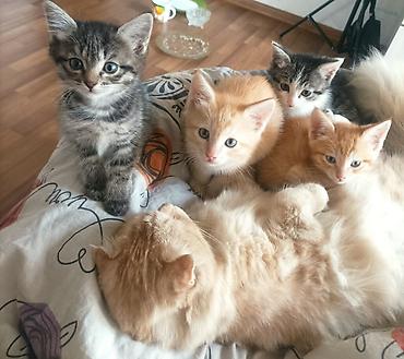 Продажа кошек: Скотиш Страйт (Шотландская прямоухая), 2 месяца, Мальчик, Рыжий, Приучена к лотку — 2
