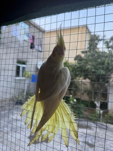 Tutuquşları: Korella 40-70 azn əl quslari bala hazir quslar tutuqusu quslar papuqay — 24