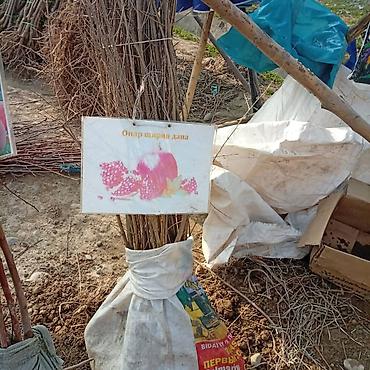 Яблоня: Саженцы плодовых культур — ассортимент сортов Предлагаются саженцы — 2