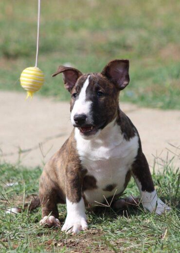 Psi: Na prodaju prelepi štenci mini bul terijera, stari 2 meseca. Štenci su na lalafo.rs — 10 Psi: Na prodaju prelepi štenci mini bul terijera, stari 2 meseca. Štenci su — 10