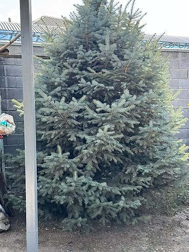сосна дерево: Ель голубая (Picea pungens), взрослая, декоративная. - Пышная крона — 1