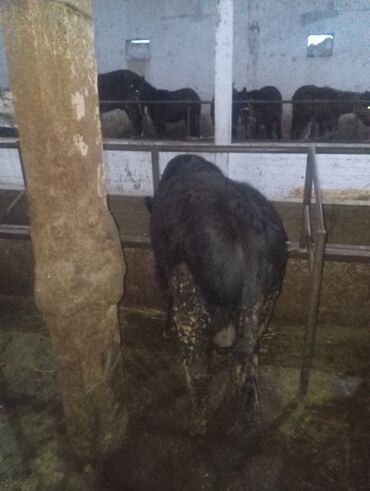 Коровы, быки: Продаю | Бык (самец) | На откорм | Привязанные — 9