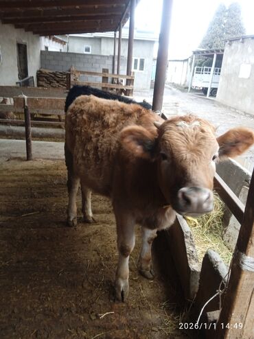 Коровы, быки: Продаю | Бык (самец) | Для разведения — 7