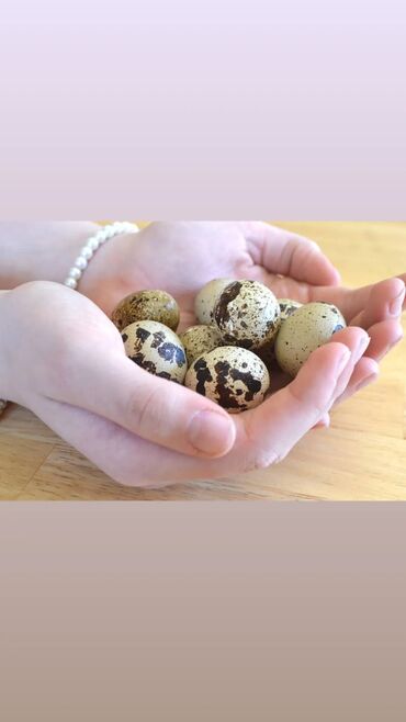 Zdrava hrana: U stalnoj ponudi uvek sveža i lekovita jaja japanskih prepelica. Cena — 19