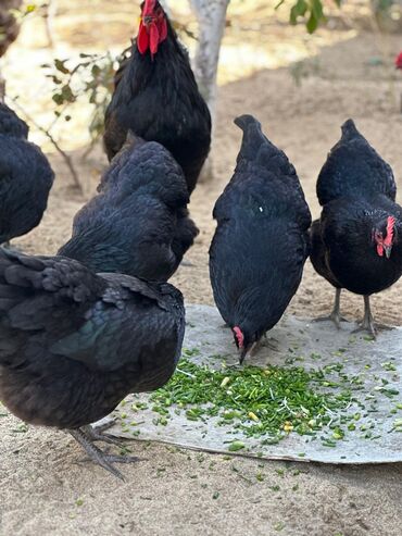 Toyuqlar: Təmiz qan Avstralop cücələr topdan satılır. 1 gündən 1 ayına kimi — 11