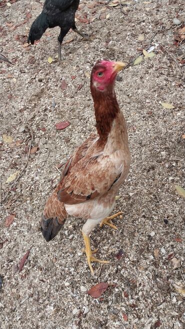 Toyuqlar: 7 aylıq fərədi — 13