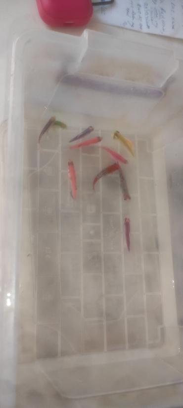 balığ yemi: Glofish, Sülhsevər — 1