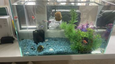 аквариум с рыбками: Продается аквариум с 9 рыбками+ 2 улитки Все есть внутри аквариума для