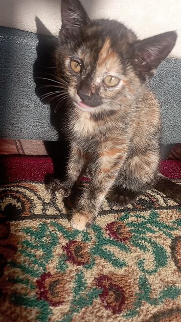 золотая шиншилла вислоухая цена: Беспородная, 2 месяца, Девочка, Черепаховый, Приучена к лотку