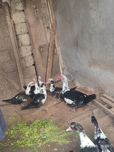 Ördəklər: Dişi, | Lal ördək, Ətlik — 9