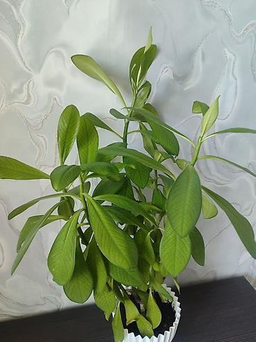 молочай: Комнатное растение – Молочай Милла (Euphorbia milii), крупный — 5