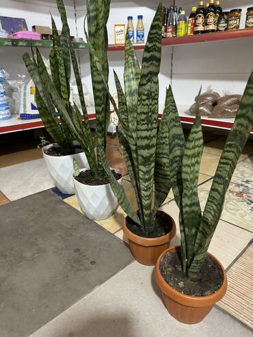 Комнатные растения: Сансеверия (тещин язык)2 средних (800)и 2 больших (по 1000с) 5 летние