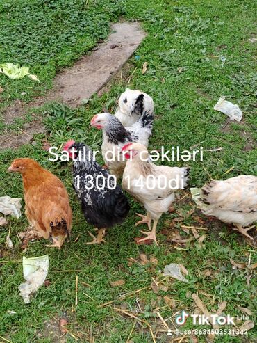 Quş: Şəkildə gördüyviz colpalar ın təmizləmiş və diri halda satıram kəsilib — 7