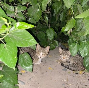 британская шоколадная кошка: 3 месяца, Мальчик