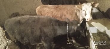sudluk inekler: Erkək, il: 1, 100 kq, Ünvandan götürmə