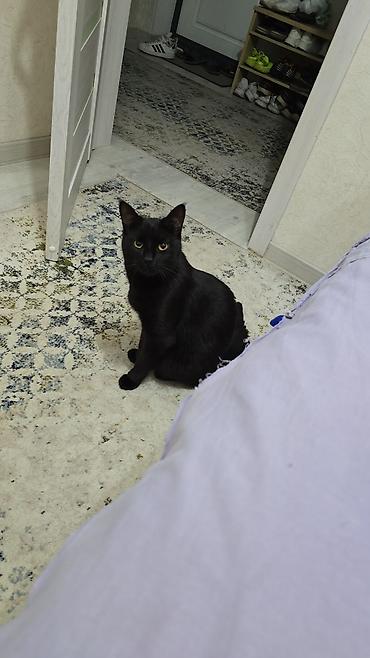 кошка черная: Кошка даром: Беспородная, 2 года, Мальчик, Приучена к лотку — 4
