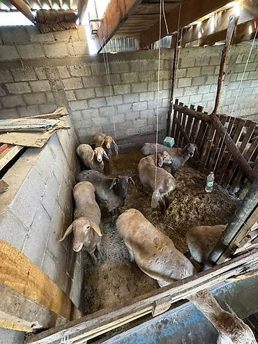 Продам с/х животных: Продаю | Баран (самец) | Гиссарская | На забой, Для разведения | Ягнившаяся — 6