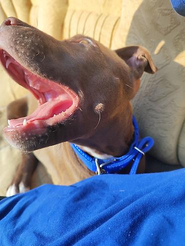 pitbul erkek: Pitbul, 8 ay, Erkək, Ünvandan götürmə — 6