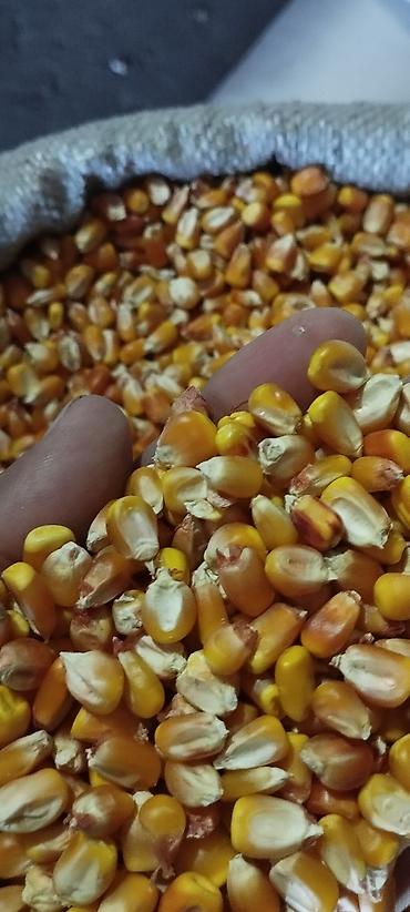 жугори: Продаю рушенную кукурузу. Чыгарылган жугору сатылат. Стекляшка унга — 1
