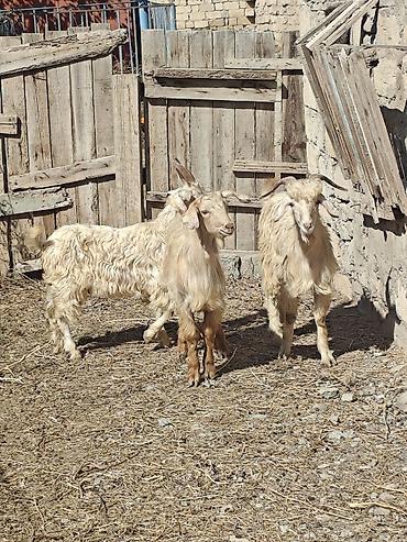 lalafo qoyun satisi: Mart Aprel Çəpişleri 1 dənəsi 150 manat sağlam heyvanlardir — 2