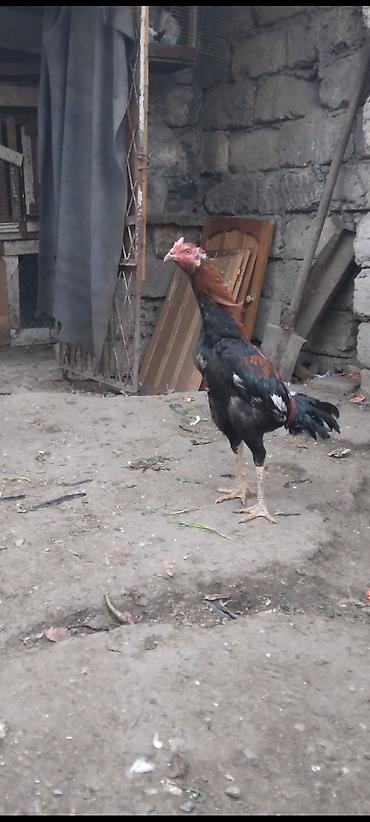 Xoruzlar: Heyratı beçə satılır cins heyvandı hələ tam ayılmayıb heyvanan başı — 1