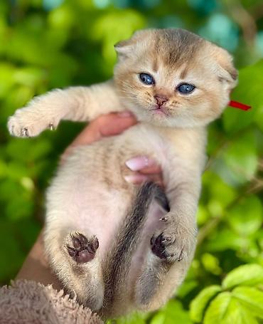 Pişiklər: Britan — 6