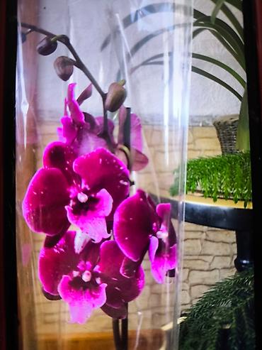 Другие товары для дома и сада: ОРХИДЕЯ ОРХИДЕЯ и ОРХИДЕЯ самое красивое и постоянно цветущий — 15