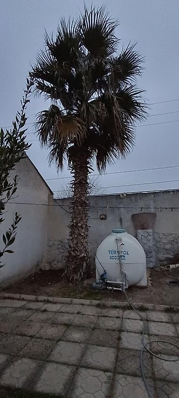 yolka ağacı satışı: Satılır: Hündür dekorativ palma ağacı Palma ağacı Ramana qesebesindedi — 2