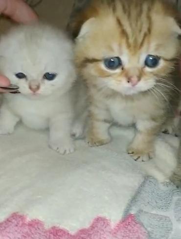 Pişiklər: Şotland — 2