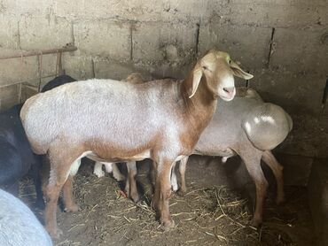 ат сатылат: Кочкор Алты тыщь 2,5жаш бою 1+ кулак 20 линия Гермес