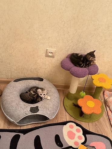 Продажа кошек: Можно забронировать котят😻😽♥️ Возраст 2 месяца🥰 еще сосут мамку — 3