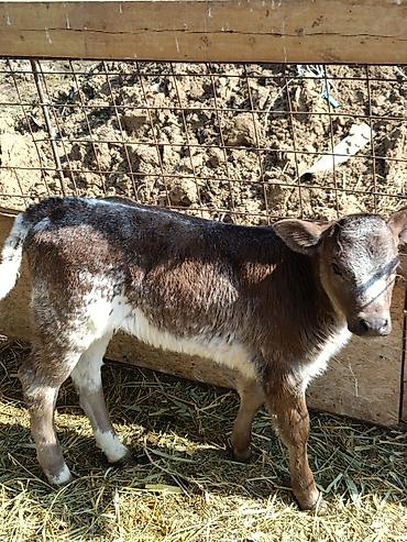 Коровы, быки: Продаю | Музоо, торпок | Бельгийская — 1