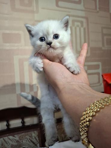 Pişiklər: Fars, Dişi, Ünvandan götürmə — 10