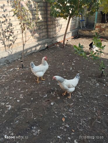 корм витакрафт для волнистых попугаев: Адлер 8 месяцев несутся 7 куриц 2 петуха