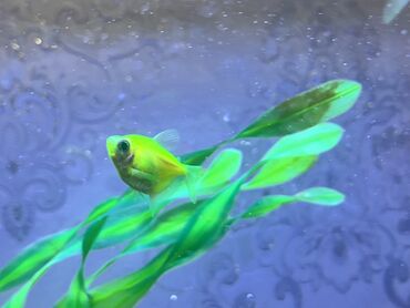 Balıqlar: Glofish, Sülhsevər — 11