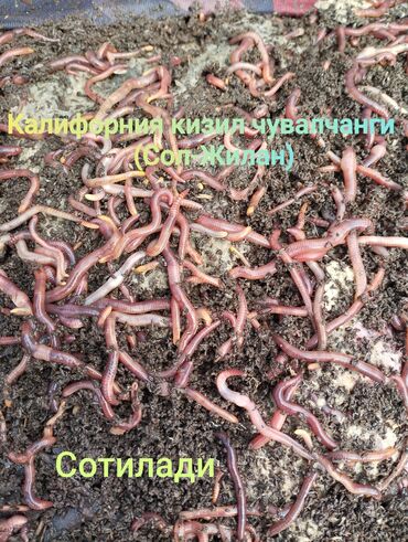 продаю червей: Удобрение Гумус, Самовывоз