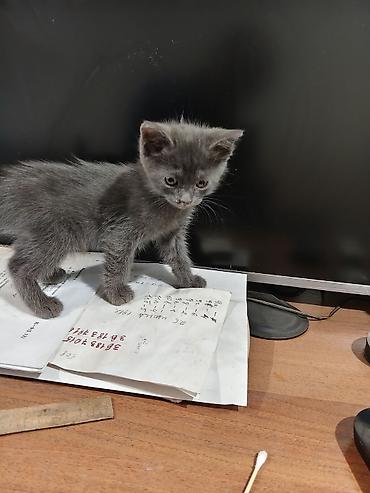 Продажа кошек: Отдаю котят в хорошие,ответственные руки.Котятам 2 месяца, к лотку — 9
