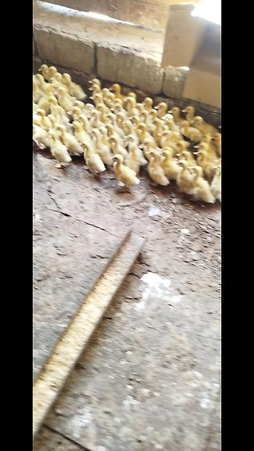 pekin ördeği: Salam tam saqlam pekin kuban krdeklerdi 15 gunukduler .Unvan . Mawdaqa — 1