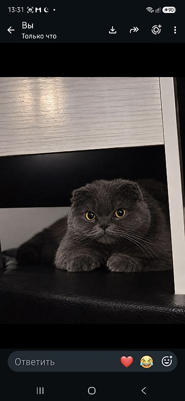 шотландская: Шотландская вислоухая кошка, окрас «blue» (графитово‑серый). Крупные — 1